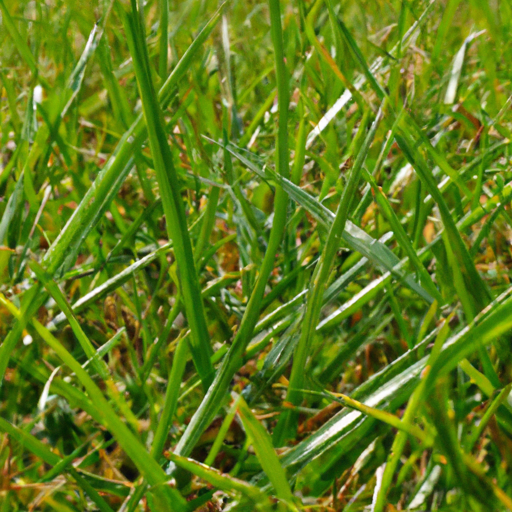 Macro-opname van grassprieten met verschillende maaihoogtes